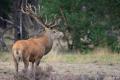 Edelherten op de Veluwe